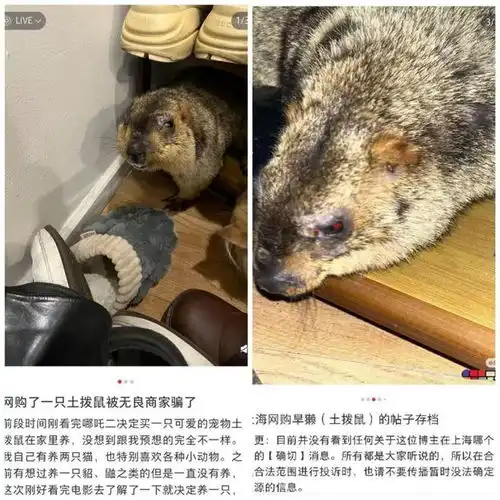 上海一市民看哪吒2后网购土拨鼠引全网担忧相关部门实为喜马拉雅旱獭,若无检疫证明应无害化处理
