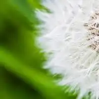 植物做头像能说明什么吗微信头像图片大全