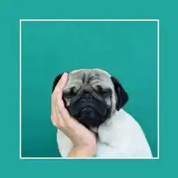东林褐石逐浪小说