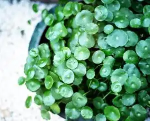 破铜钱草