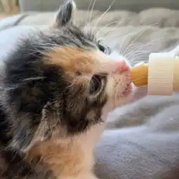 小伙捡回一只还没断脐带的小猫,拿小猫跟牙刷一比,小伙感到难过