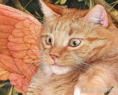 一只你没见过的猫咪一只走进世界名画的胖橘猫