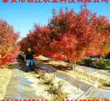 黄页88高清图片
