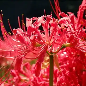 我的收藏
