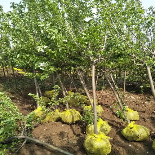 烟富8苹果苗接穗多少钱烟富8苹果苗接芽枝条价格