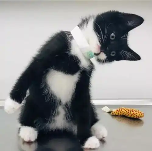 伦敦小猫咪出门闲逛,结果被迫送了一整年的信哈哈哈