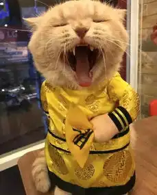 一只在越南街头菜市场卖鱼的猫名字叫狗