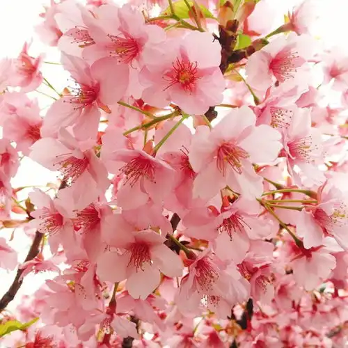 5月,天降桃花,姻缘大好,执手爱情,天作之合的3个生肖