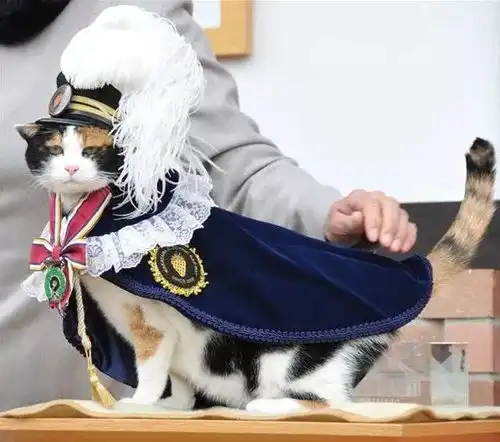 看猫片荧幕上的明星猫,你能认出多少