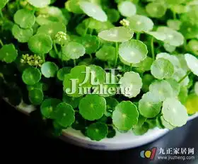 铜钱草叶子发黄怎么办铜钱草的功效与作用