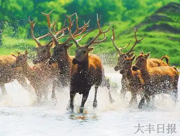 第三届麋鹿生态旅游节5月1622日举行时事