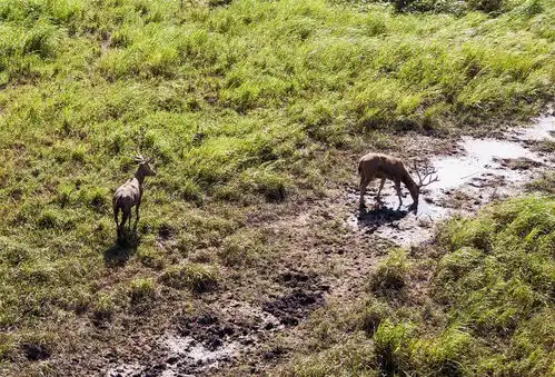 探访东洞庭湖麋鹿和鸟类救治避难中心
