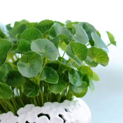 养花太勤快别的花别养,就养5种水桶花,好养好看,不烂根