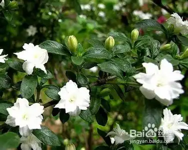 六月雪的功效与作用六月雪盆景图片