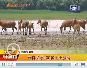 中新网湖北石首又添100多头新生小麋鹿保护区容纳量将饱和