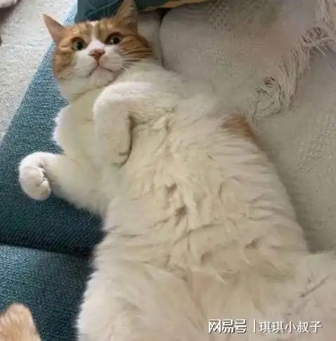 肚子猫咪向你展示这个部位,有这些意义