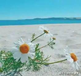 绵竹生活篇致喜爱植物的新手些