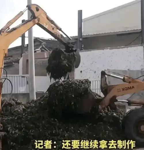 橄榄菜企业苍蝇乱不仅仅是看上去恶心超出限定值5.3倍