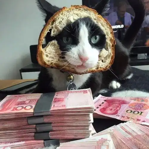 你在吐槽养猫费钱的时候,别人家的猫都挣钱养家糊口了