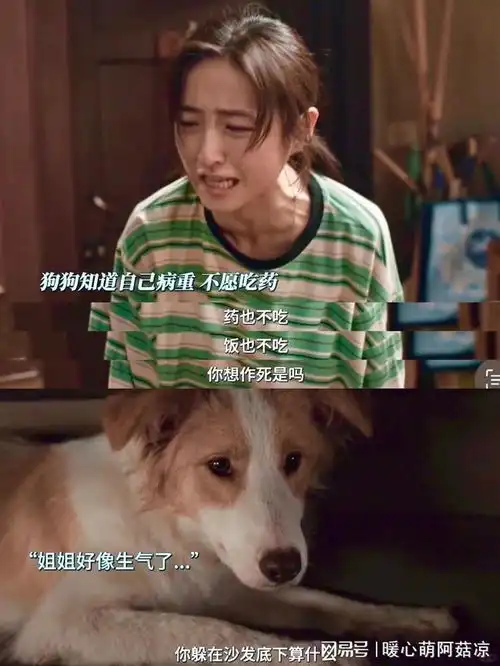 哭死看完子枫新片突然对宠物离世释怀了