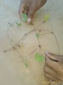 有没有人知道这是什么草