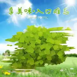 代理情人梅内包装外包装代理信息