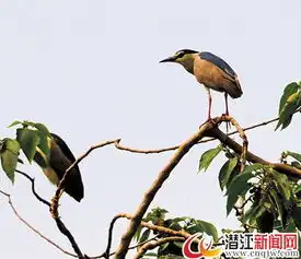 洞庭湖谁写青翠入画来美丽中国夏之湿地