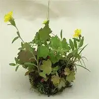 微信头像植物大战僵尸2微信头像图片大全