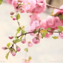 春春春春春爷的美拍
