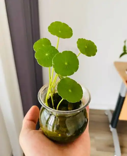 福建一姑娘,用一堆小瓶罐,把铜钱草养得高不可攀,美不胜收