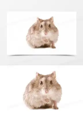 仓鼠素材仓鼠图片仓鼠免费模板下载熊猫办公