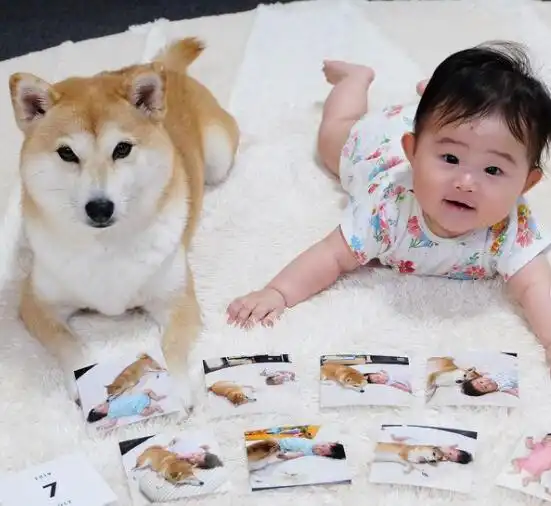 日本超人气柴犬ins账号top10
