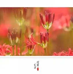 彼岸花,开彼岸