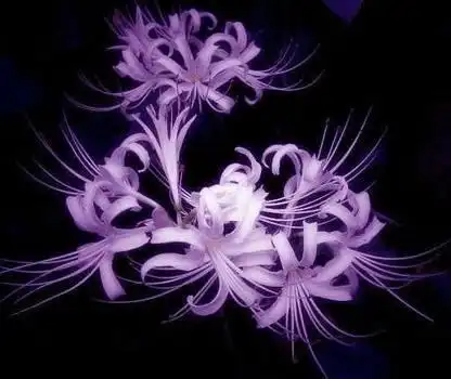 心理测试哪朵彼岸花最美测ta是你的正桃花还是烂桃花
