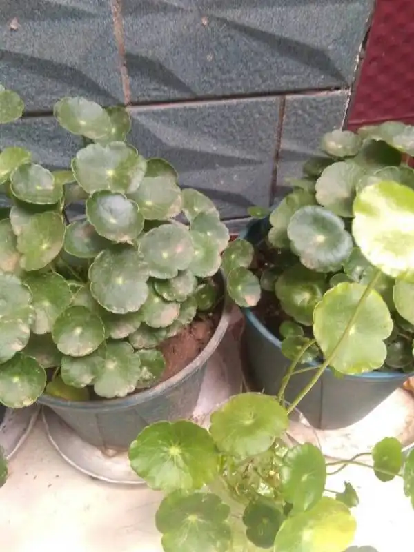 铜钱草怎么样好看图片