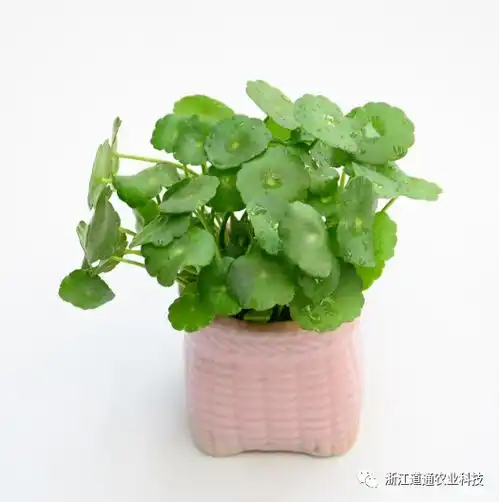 铜钱草春天长爆盆的秘诀,只要剪一刀,绿叶挤满盆