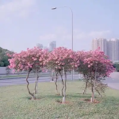 顾柒颖唯美清新背景图
