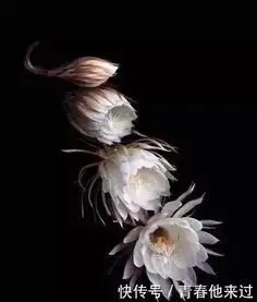 世界十大悲伤花语,彼岸花只排第二