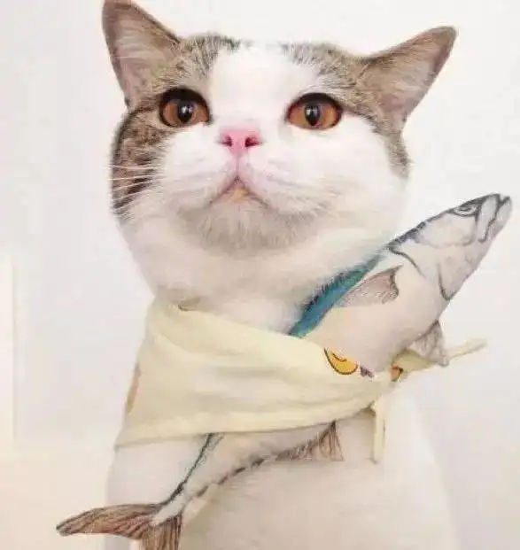 猫少了这双电眼,你还会继续爱我吗