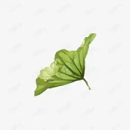 手绘荷叶素材图片免费下载高清效果元素png千库网图片编号7790958