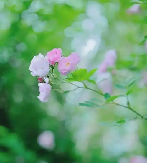 发朋友圈经典唯美句子,句句走心入骨余生致自己
