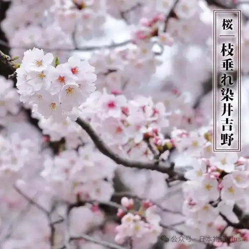 2024年日本樱花季可带来经济效益超1万亿日元何以日本樱花专美于前