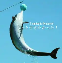 被国际谴责,又没人爱吃,日本人为啥还要拼死捕鲸