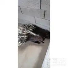 海南豪猪价格豪猪多少钱一只价格-黄页88网