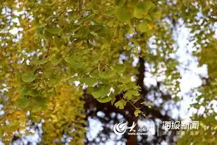 渐入佳境莒县浮来山风景区4000多年黄金雨即将来临,美轮美奂超震撼