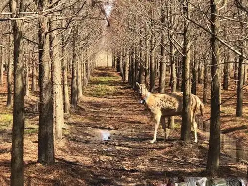 猜猜在哪上海首个麋鹿野放栖息地基本建成