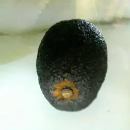 味道很恶心,但籽洗干净后很漂亮最后一幅图片是籽这是什么水果
