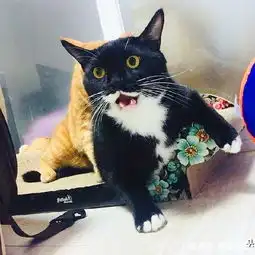 橘猫的头是不能乱碰的,这奶牛猫偏不信,它的下场有点凄凉