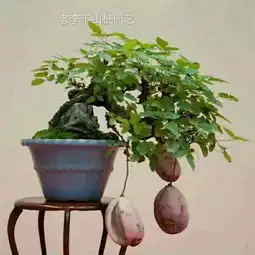 精品八月瓜茶厂家推荐