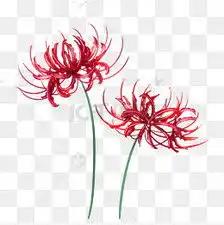 古风主题彼岸花手绘插画素材图片免费下载千库网